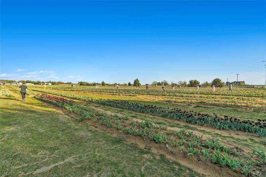Natural landscape and outdoor views near Mobberly Farms in Pilot Point (Image 4).