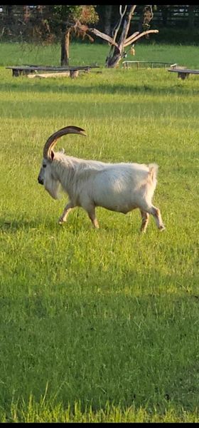 Papa goat down the road keeping the pasture fertilized. Papa goat down the road keeping the pasture fertilized.