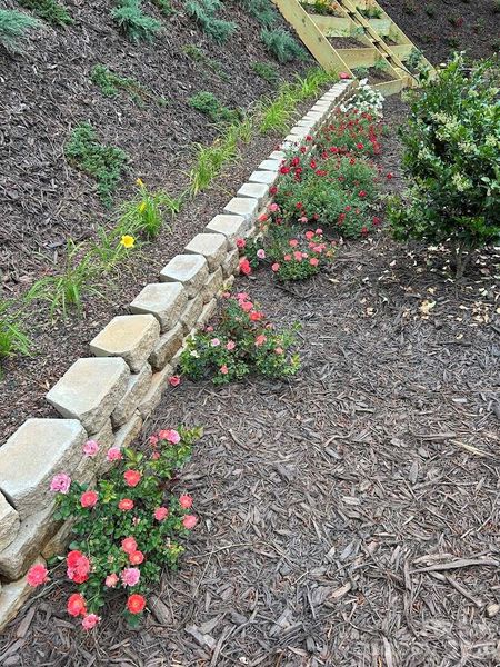 Drift roses & day lilies