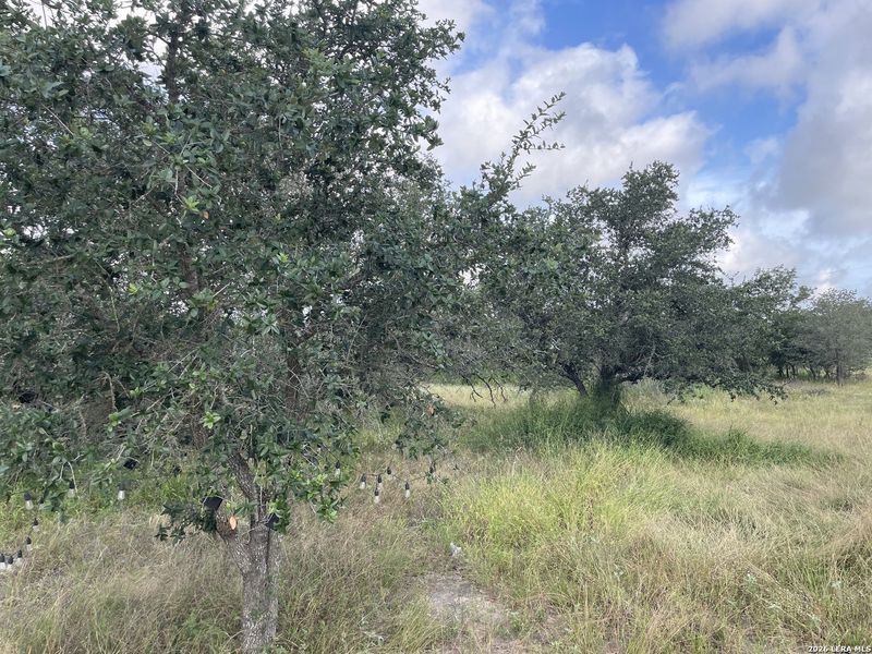 Natural landscape and outdoor views near in Devine (Image 11). Natural landscape and outdoor views near in Devine (Image 11).