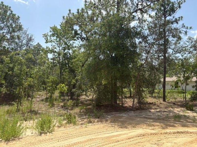 Natural landscape and outdoor views near  in Ocala (Image 9).