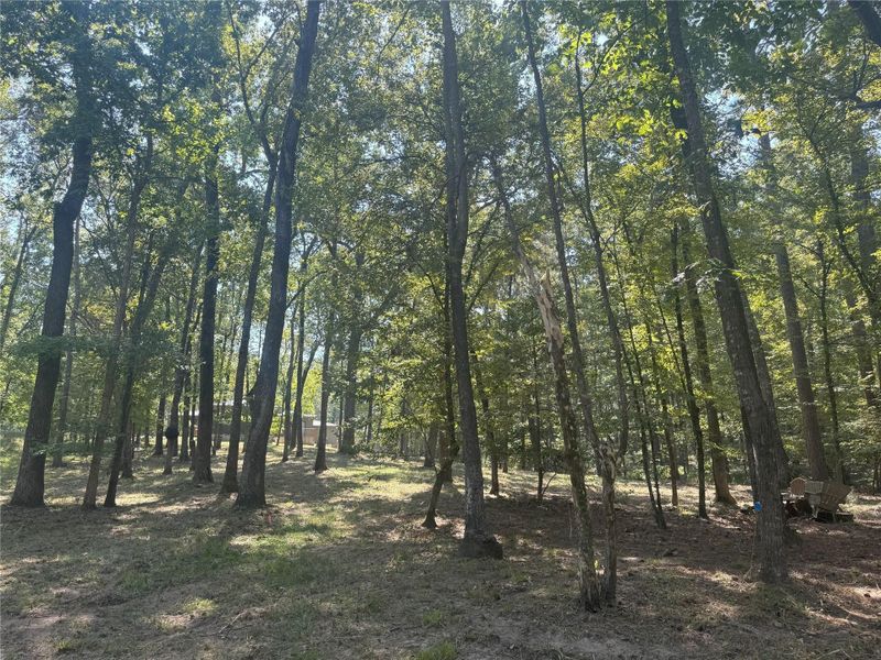 Enjoy open, usable backyard space with underbrush removed and the home perfectly framed in the distance