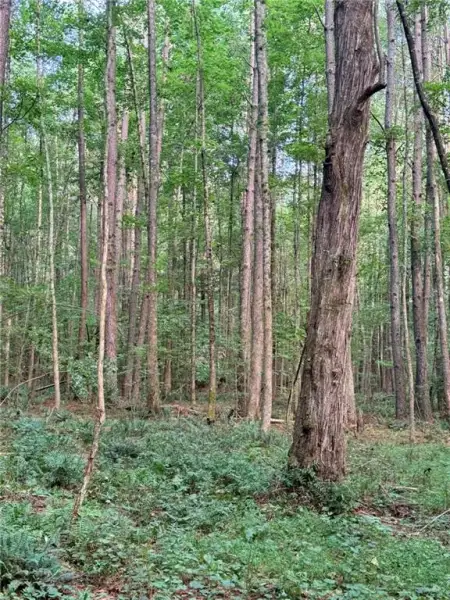Natural landscape and outdoor views near in Talking Rock (Image 4). Natural landscape and outdoor views near in Talking Rock (Image 4).