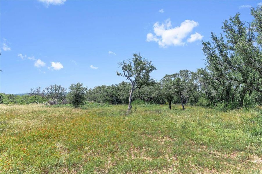 Expansive open land with a mix of green and dry grasses, featuring scattered mature trees and distant tree lines under a clear sky
