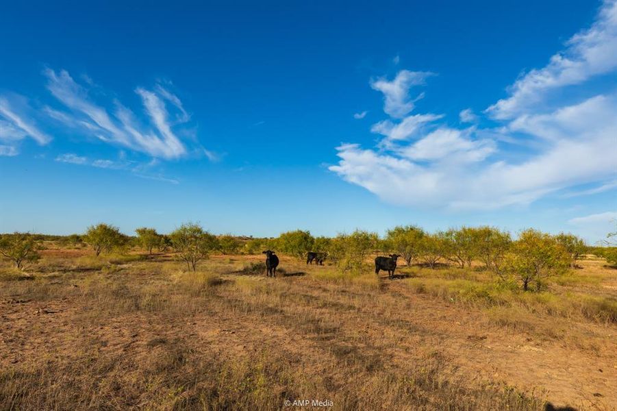 Natural landscape and outdoor views near  in Merkel (Image 21).