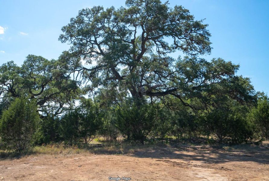 Mature deciduous trees and varied native foliage create a natural landscape Mature deciduous trees and varied native foliage create a natural landscape