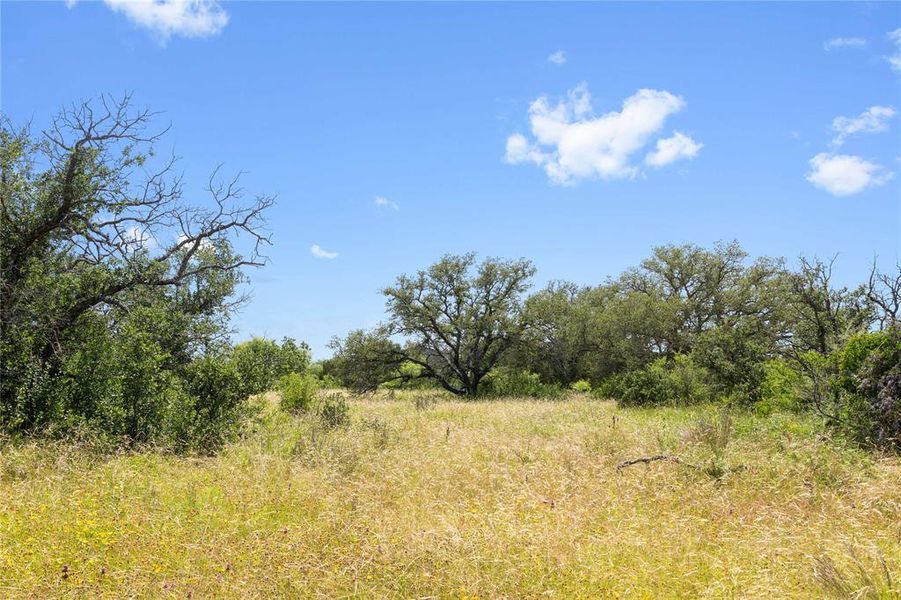 Open field featuring mature trees and natural vegetation