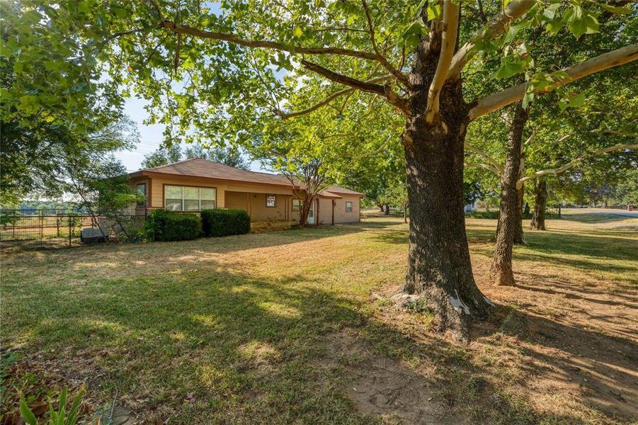 Front Yard With Many Trees