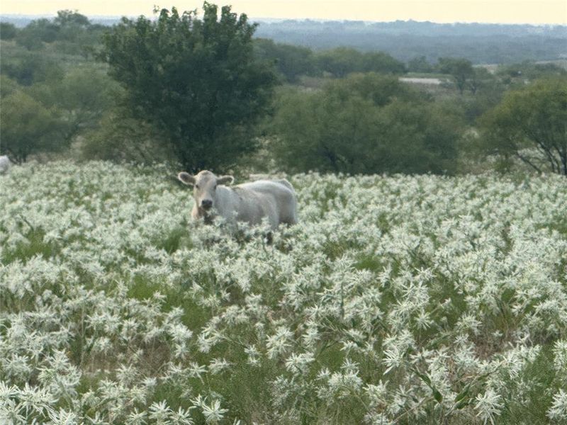 Natural landscape and outdoor views near in Decatur (Image 5). Natural landscape and outdoor views near in Decatur (Image 5).