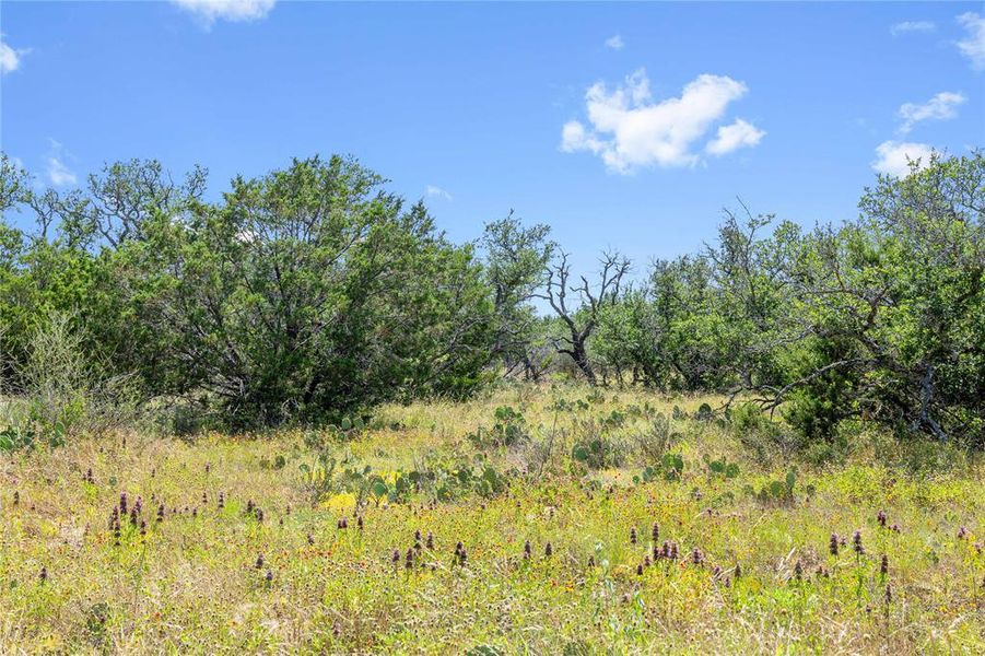 Expansive undeveloped acreage featuring diverse natural foliage and a clear blue sky