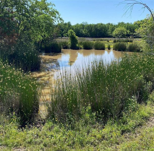 Private pond with peaceful surroundings Private pond with peaceful surroundings