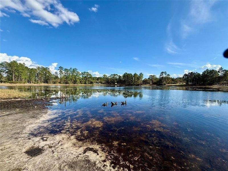 Natural landscape and outdoor views near in Eustis (Image 40). Natural landscape and outdoor views near in Eustis (Image 40).