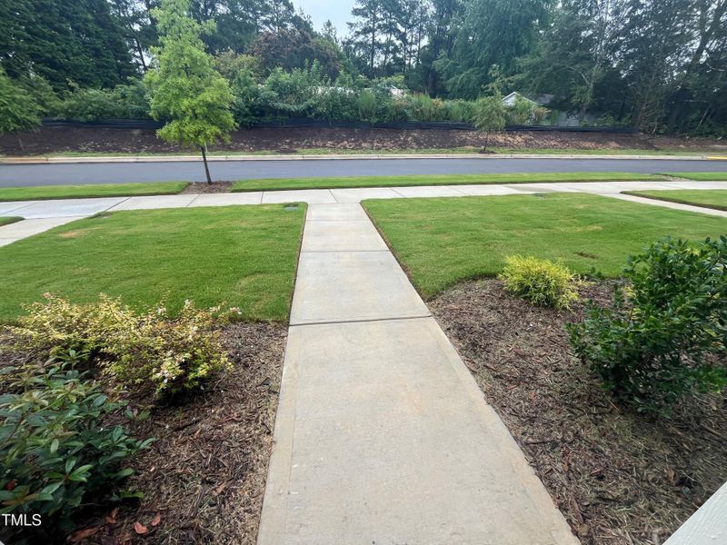 View from Front Porch