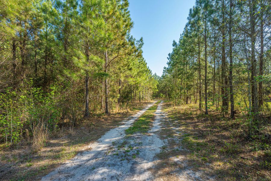 Natural landscape and outdoor views near  in Cottageville (Image 35).