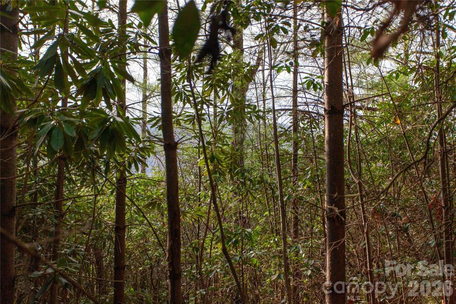Natural landscape and outdoor views near  in Penrose (Image 13).