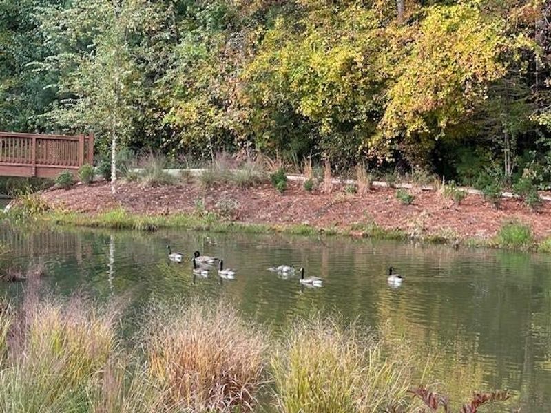 You never know what visitors will show up at the pond!