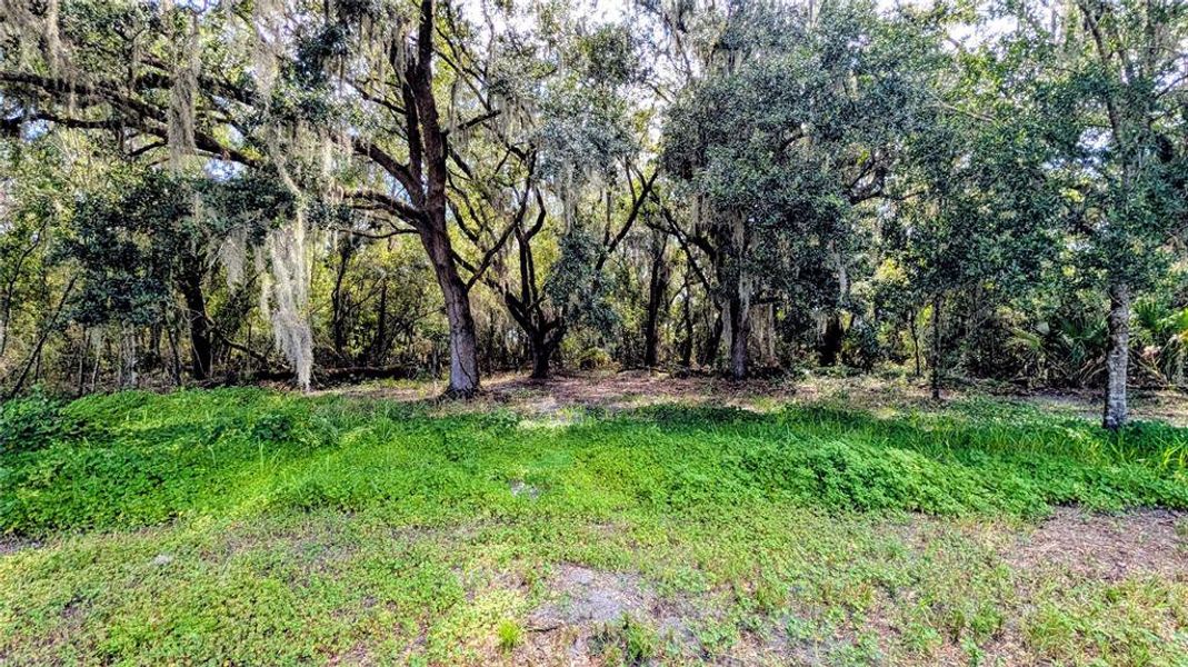 Natural landscape and outdoor views near  in Wauchula (Image 36).