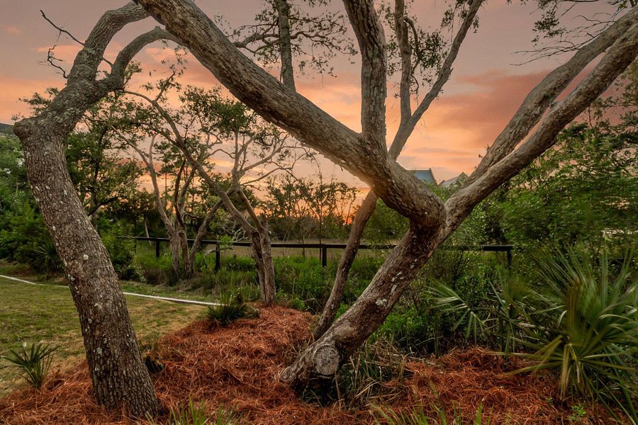 Natural landscape and outdoor views near Daniel Island Park in Charleston (Image 83).
