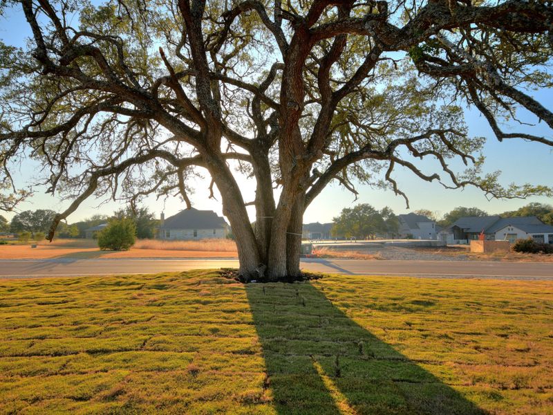 Outdoor and nature views near homes built from the Santa Barbara II by Giddens Homes in Scofield Farms Estates, Georgetown (Image 178).
