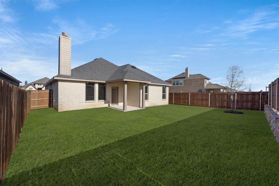 478 Red Maple- Back-1