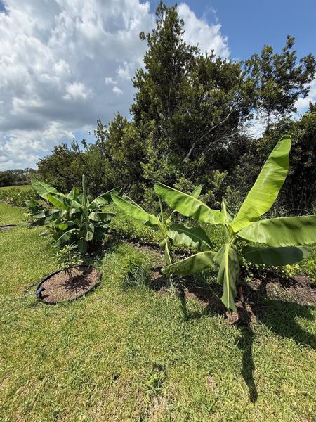 Natural landscape and outdoor views near  in Port St. Lucie (Image 30).