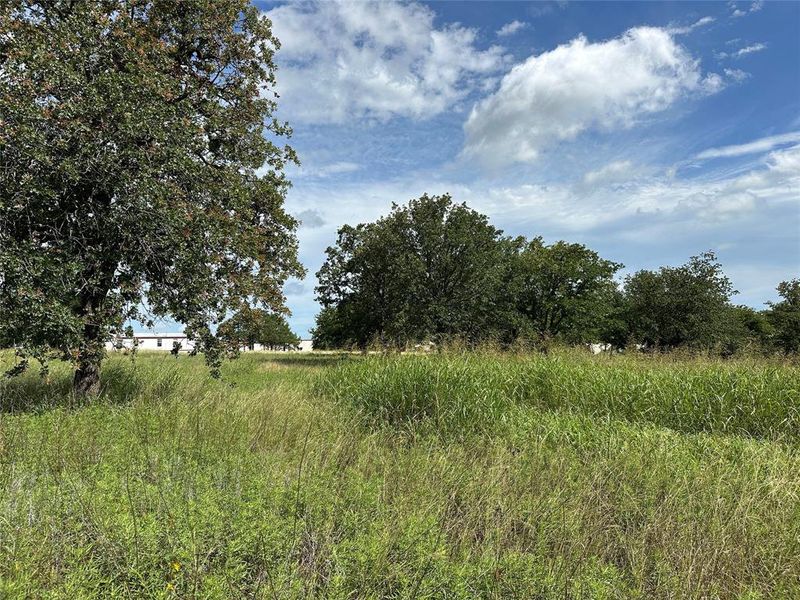 Expansive open land featuring diverse natural grasses and mature trees Expansive open land featuring diverse natural grasses and mature trees
