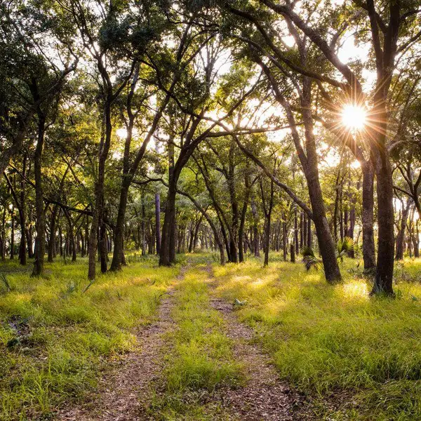 Natural landscape and outdoor views near Point Hope – Park Collection in Charleston (Image 16).