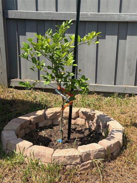 Fruit Tree Fruit Tree