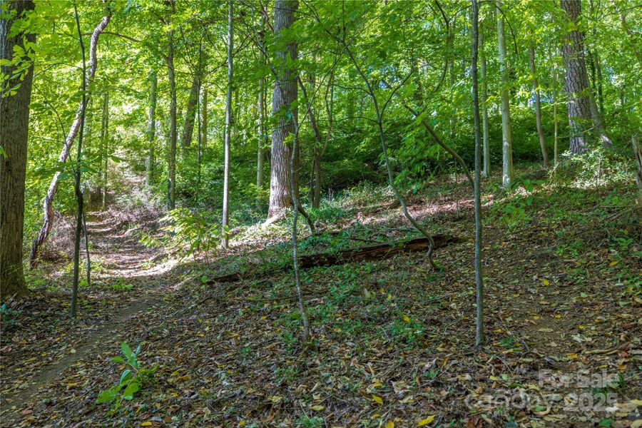 Beautiful Urban Forest Beautiful Urban Forest
