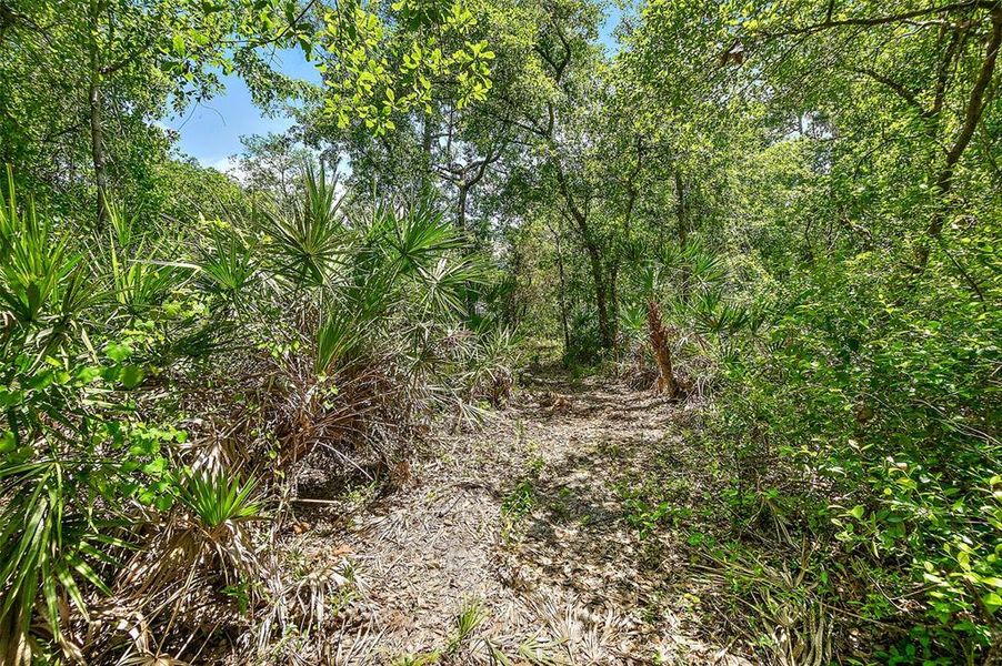Natural landscape and outdoor views near  in Pierson (Image 37).