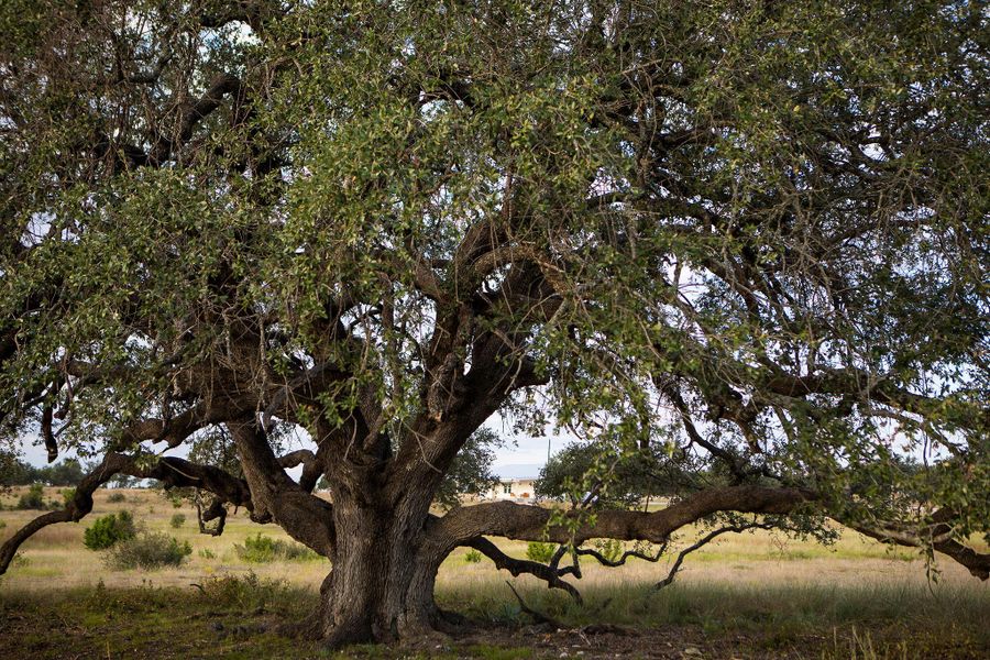 View of undeveloped land View of undeveloped land