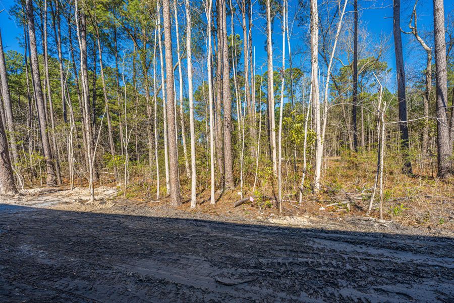 Natural landscape and outdoor views near  in Summerville (Image 51).