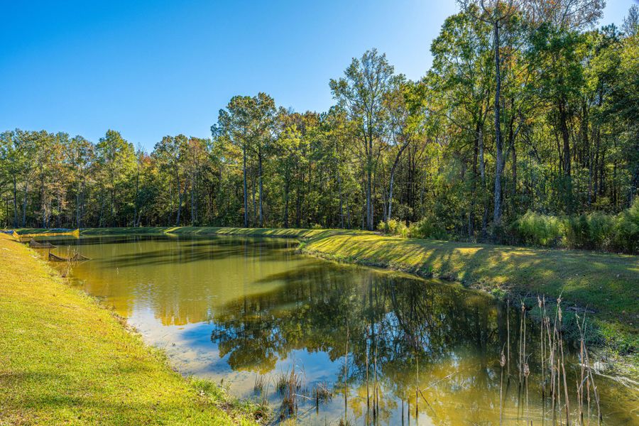Natural landscape and outdoor views near Cedar Glen Preserve in Huger (Image 34).