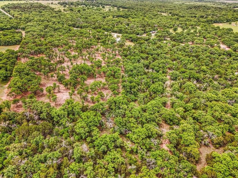 Expansive acreage featuring dense tree coverage