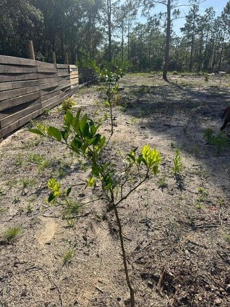 Natural landscape and outdoor views near in Dunnellon (Image 36). Natural landscape and outdoor views near in Dunnellon (Image 36).