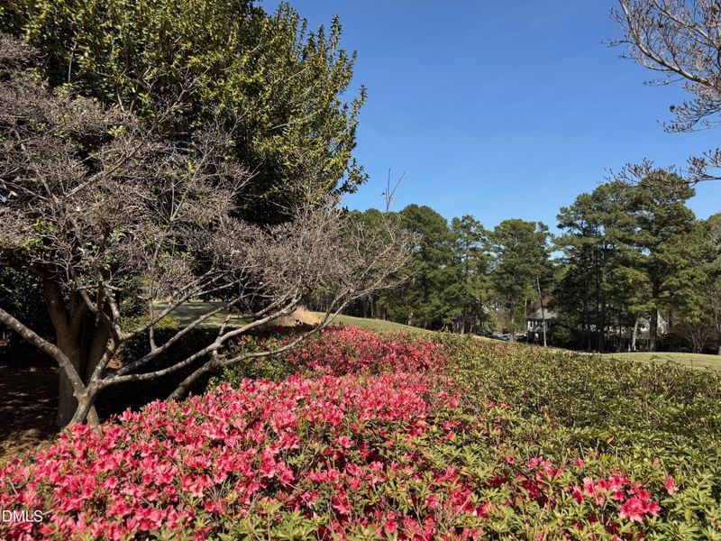 North Ridge In Bloom