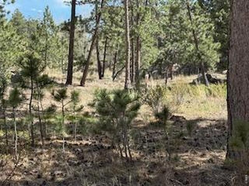 Natural landscape and outdoor views near  in Red Feather Lakes (Image 42).