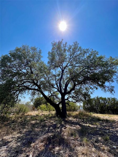 Beautiful tree