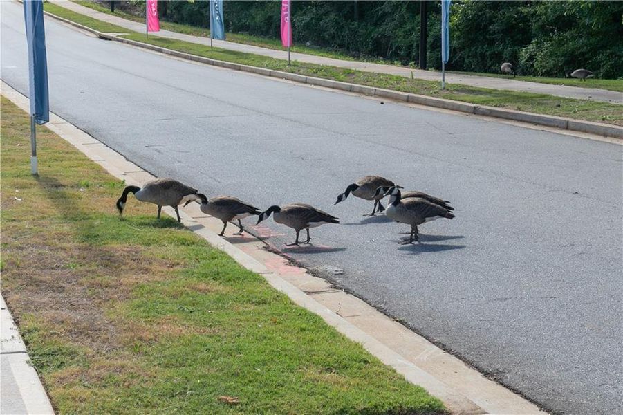 Image 74 of a home in Madison at Buice Lake.