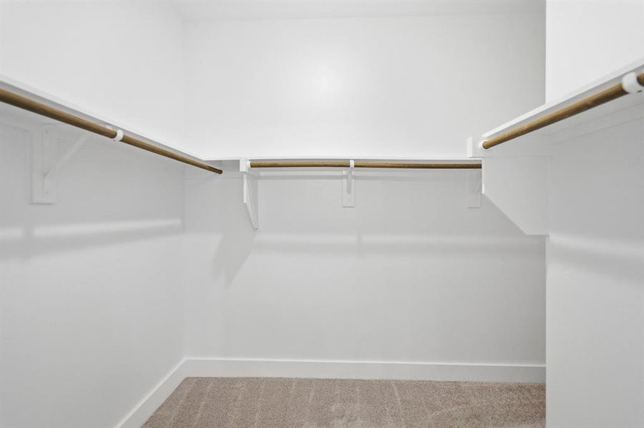 Spacious walk-in closet featuring white shelving with hanging rods and neutral-toned carpet flooring