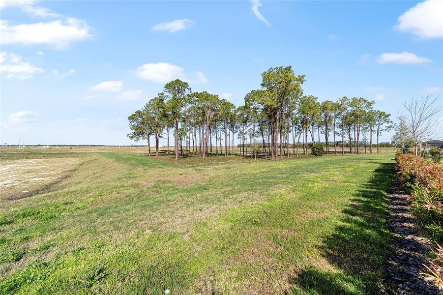 Natural landscape and outdoor views near  in Ocala (Image 58).