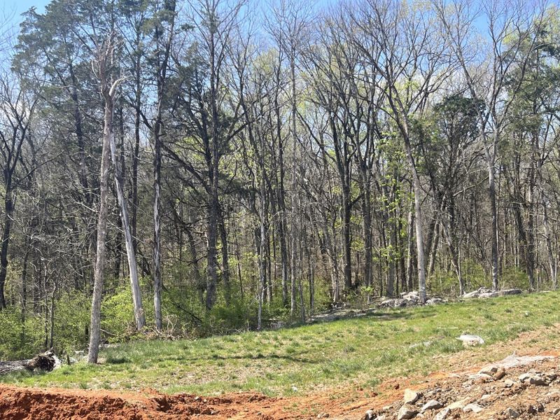 Your back yard view. Yard ends about where the grass in pic begins. Backs up to the woods. Lots of deer