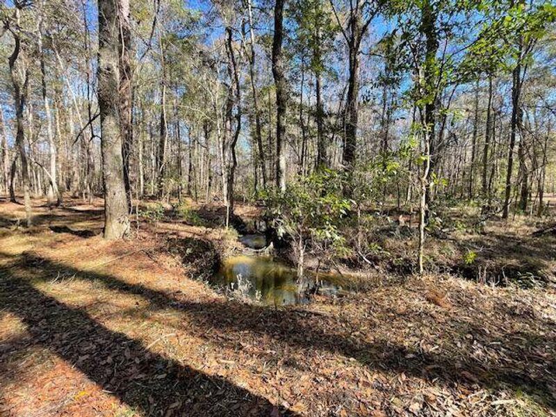 Natural landscape and outdoor views near  in Summerville (Image 21).