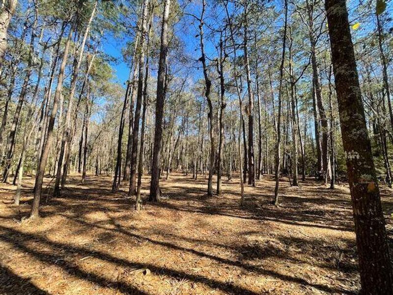 Natural landscape and outdoor views near  in Summerville (Image 25).