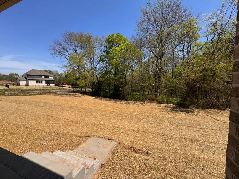 The Marshall C Backyard