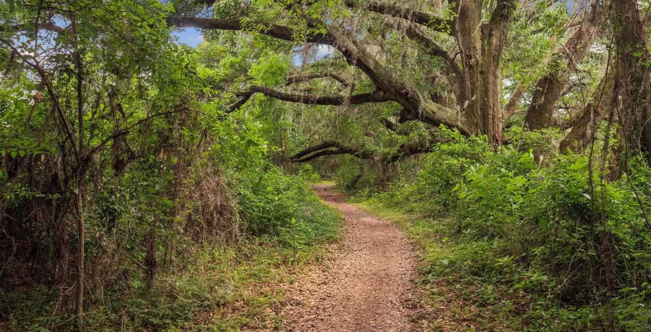 The San Felasco Bike Trail The San Felasco Bike Trail