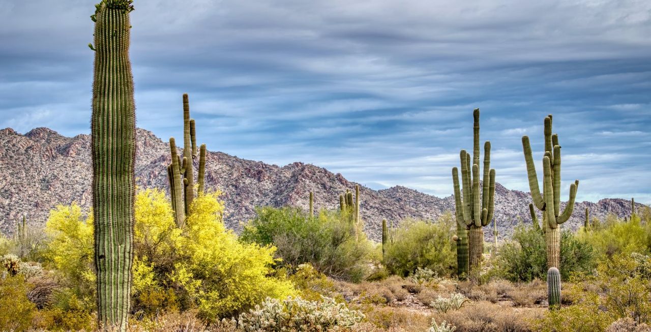 Tall cacti at White Tank Mountain