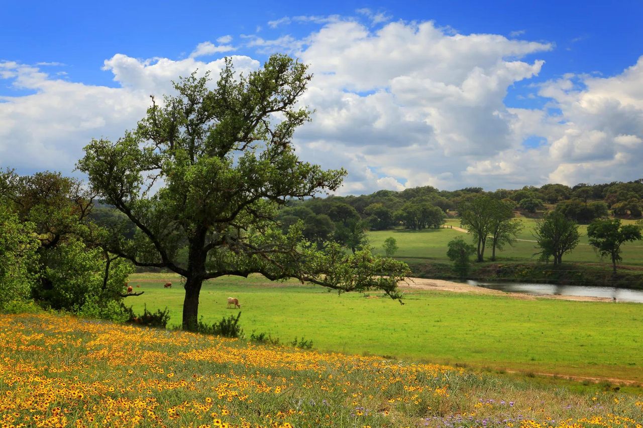 The Caliterra Meadows