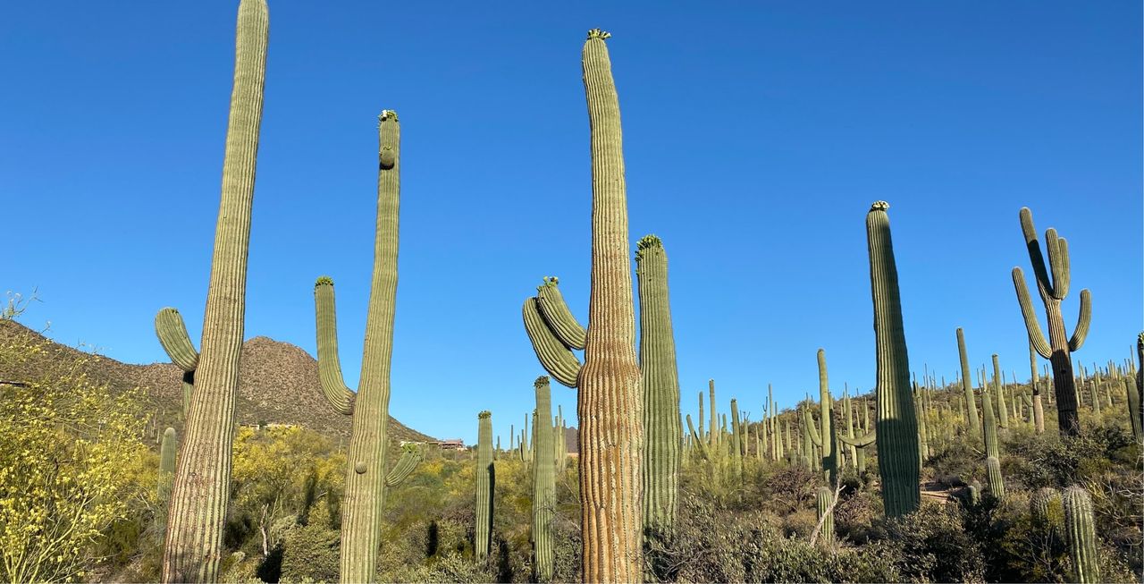 Saguaro National Park