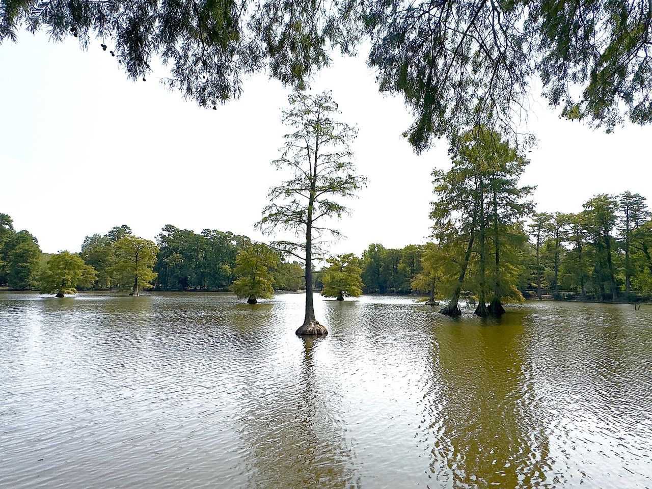 Natural surroundings and green spaces near Wendermere in Sumter, SC (Image 2).
